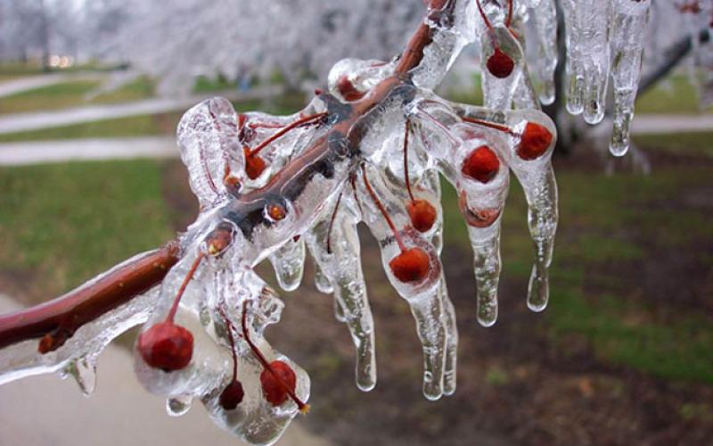 طقس بارد واحتمال لتشكل الصقيع ليلاً