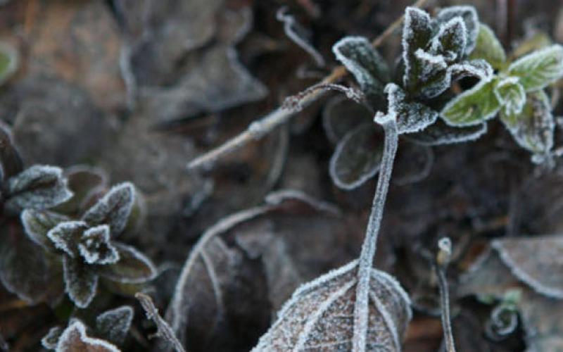 أجواء باردة وتحذيرات من تشكّل الصقيع