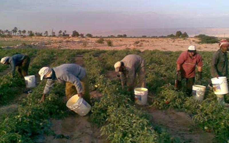 "العاملين في الزراعة" تحضر للتصعيد