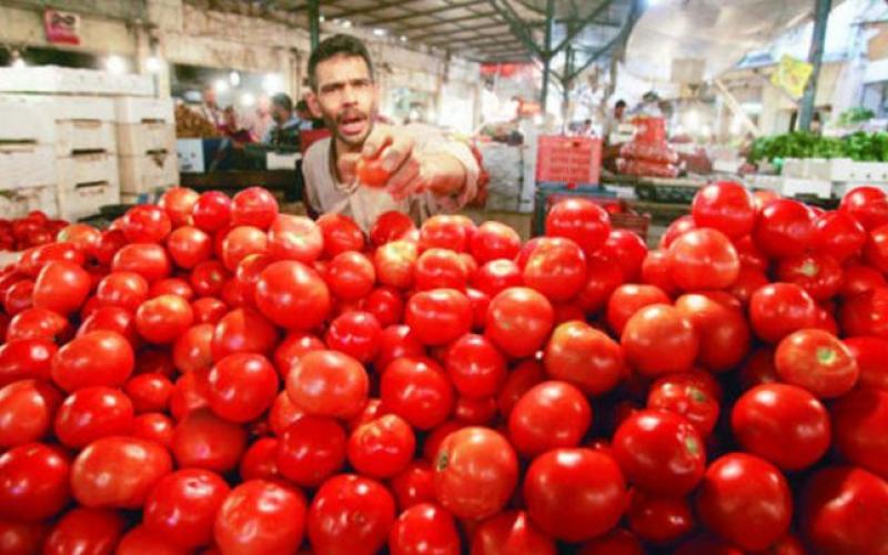 تخوفات من اختناقات تسويقية لصنف البندورة