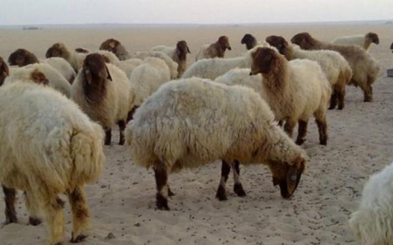 القبض على سارقي أغنام في المفرق