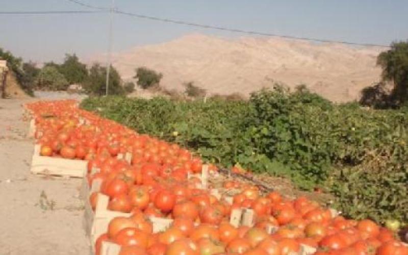 "اتحاد المزارعين" يطالب بحلول لتدني الأسعار