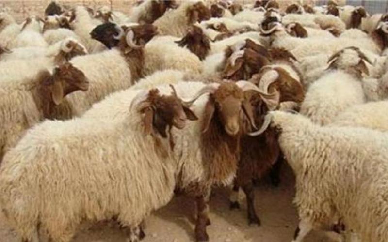 تصدير 73 ألف رأس خروف للخليج