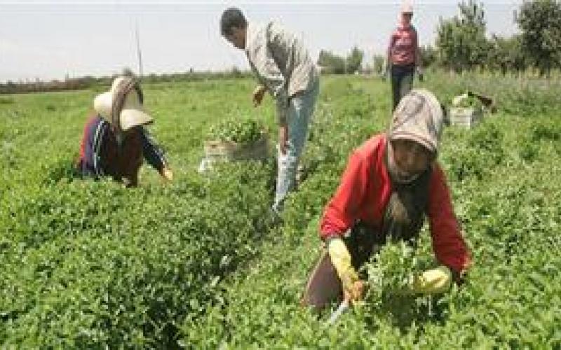 الصعوبات التي تواجه العاملين والعاملات في قطاع الزراعة