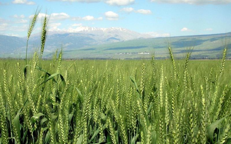 ظهور "دودة الزرع" في محاصيل قمح بالكرك