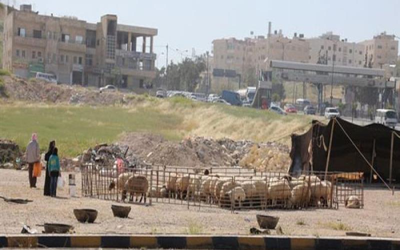 حملة لمنع الأغنام والإبل داخل الأحياء