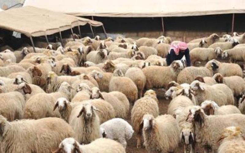 تصدير 200 ألف رأس أغنام بلدية