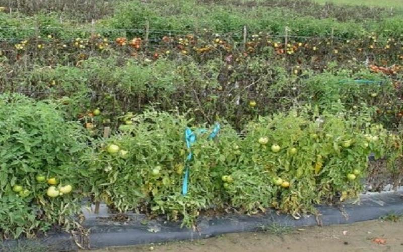 "الزراعة" تحذر المزارعين ومربي الثروة الحيوانية من آثار موجة الحر