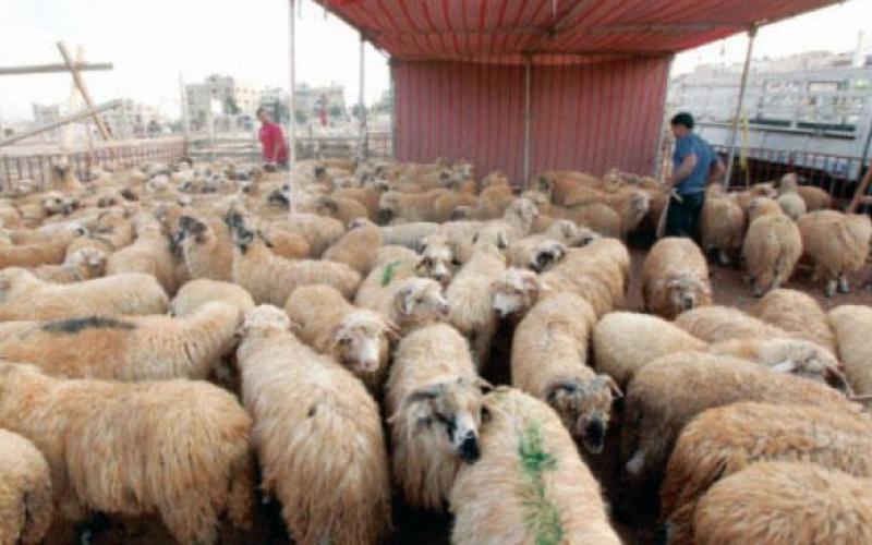 تصدير 295 ألف خروف منذ بداية العام الحالي إلى الخليج