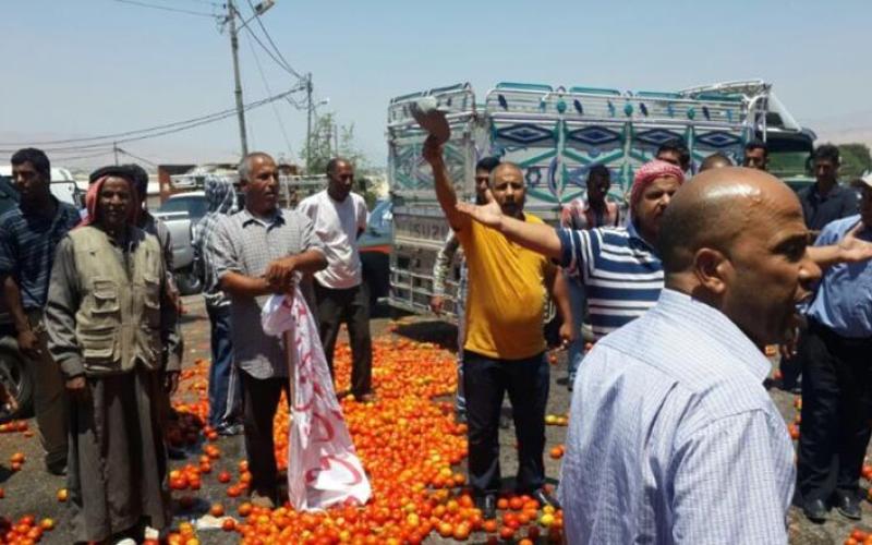 محاصيل "البندورة" تصبح علفا للمواشي