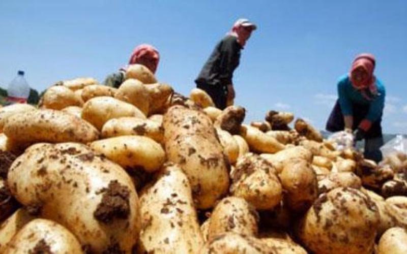 ارتفاع أسعار البطاطا واستقرار عام في المركزي