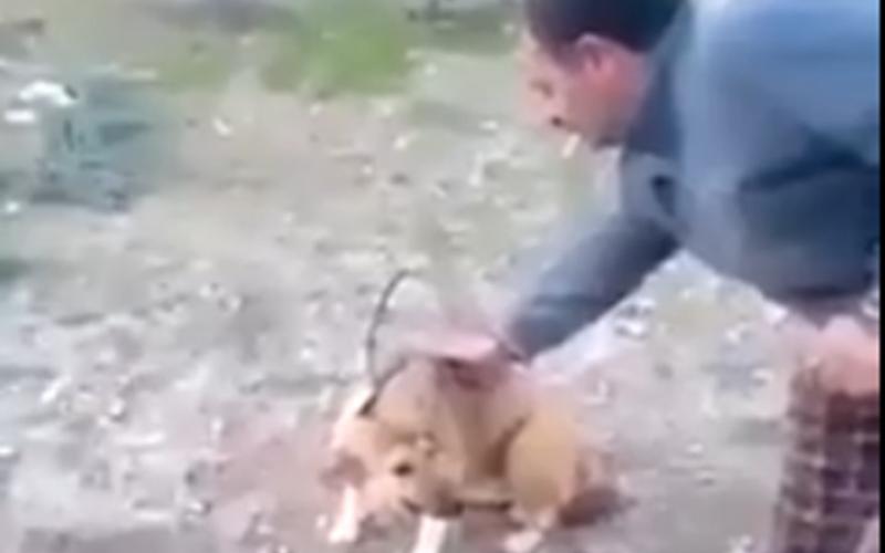 أردني يحرق كلبا ويثير جدلا في مواقع التواصل (شاهد)