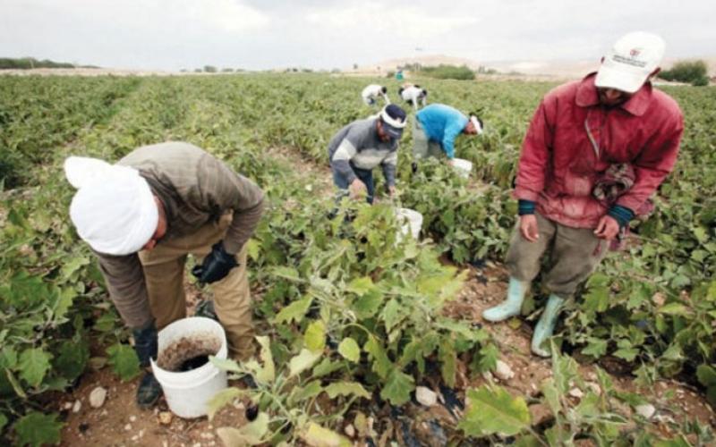 المزارعون: نظام تصاريح العمالة الوافدة دعوة لهجرة القطاع
