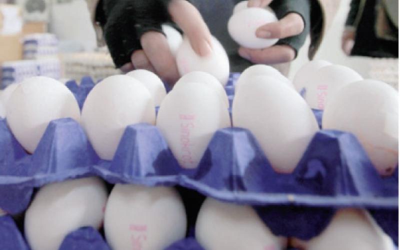 انخفاض أسعار البيض
