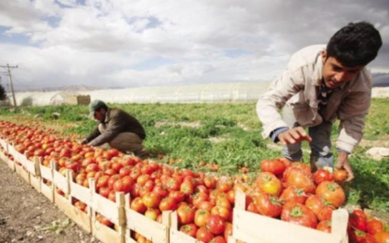 مزارعون: نقص العمالة المؤهلة سيؤدي إلى ارتفاع الأسعار