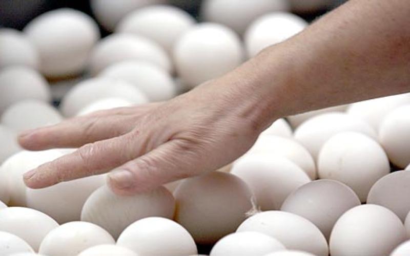 استمرار انخفاض أسعار البيض إلى ما بعد رمضان