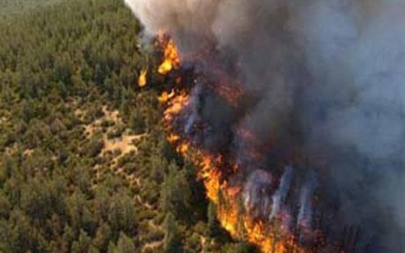 دبين: حريق يأتي على 10 دونمات من الأشجار المعمرة