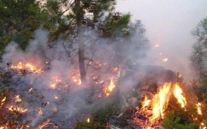 عنجرة: حريق يأتي على 15 دونما من الأشجار الحرجية