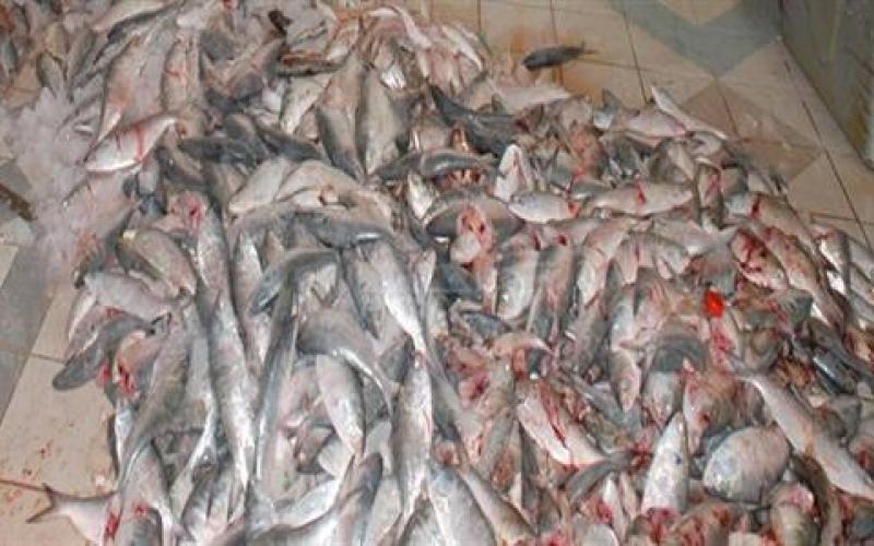 اربد: إتلاف أسماك غير صالحة للاستهلاك