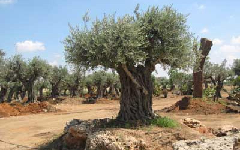 ضبط تريلا محملة بـ 12 شجرة زيتون معمرة في جرش قادمة من عجلون