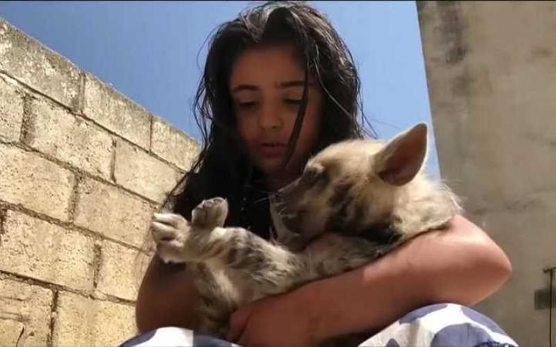 طفلة أردنية تربي الضباع كحيوانات أليفة