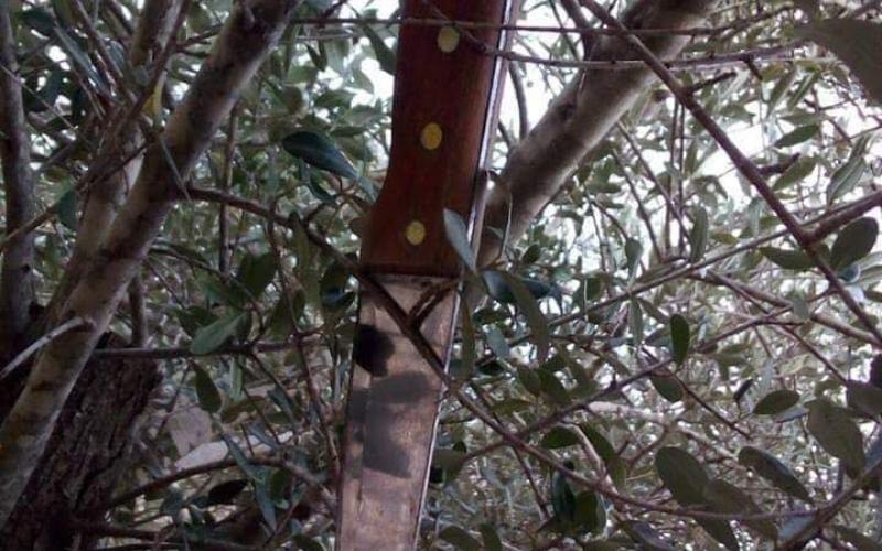 سكين معلقة على شجرة تفك لغز جريمة بشعة ضحيتها زوجان
