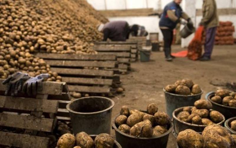 "حماية المستهلك" تطالب بفتح باب استيراد البطاطا والبصل