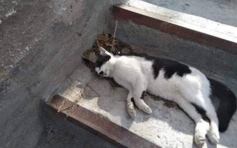مجهول يقتل بالسم «35 قطة» في شارع الجامعة (صور)