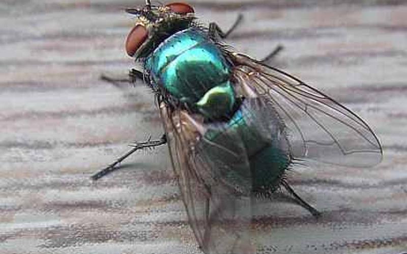 ربع مليون دينار لمكافحة الذباب المنزلي في وادي الاردن