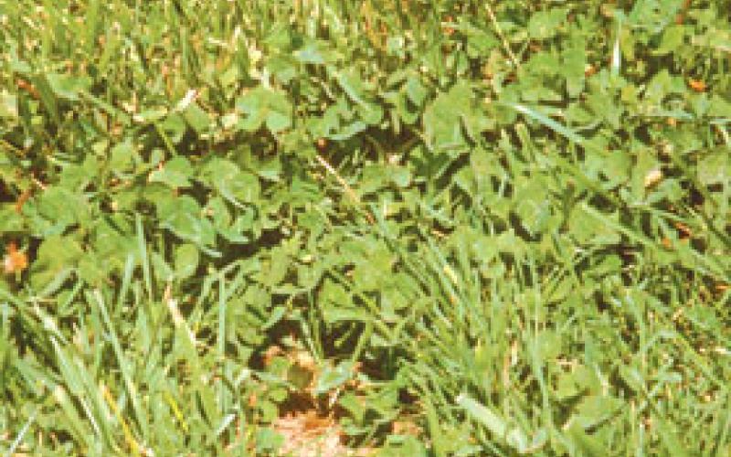 حملة وطنية لإحلال البرسيم بدل الأعلاف