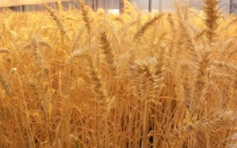 حملة وطنية لحث المزارعين على زراعة الحبوب