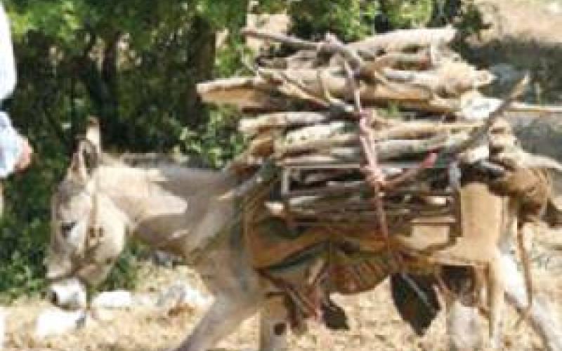 ارتفاع المحروقات يهدد الثروة الحرجية