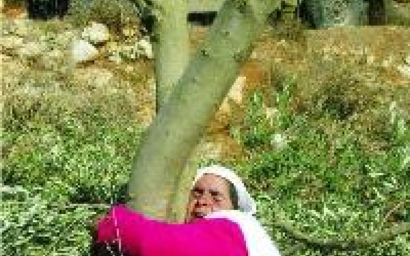 إطلاق جائزة محفوظة سنديانة الكرامة