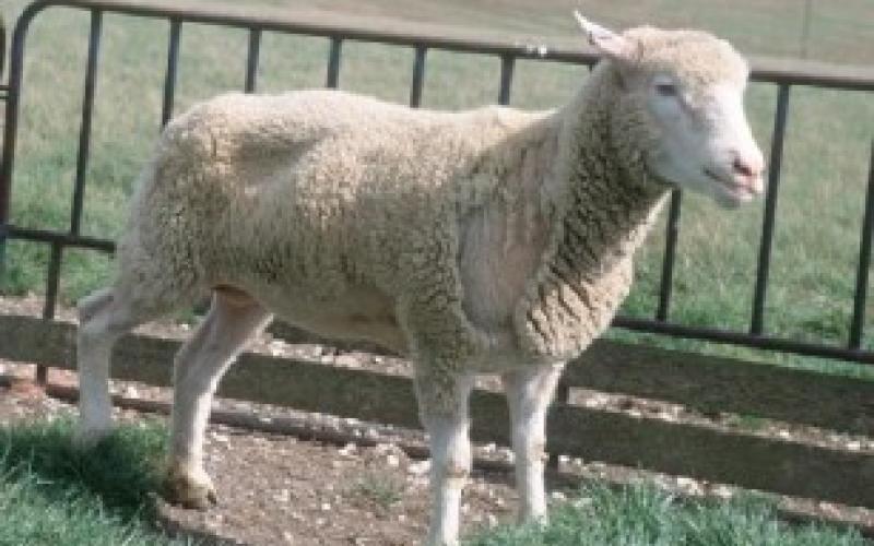 تجار المواشي يحتجون على انخفاض أسعار أضاحي العيد