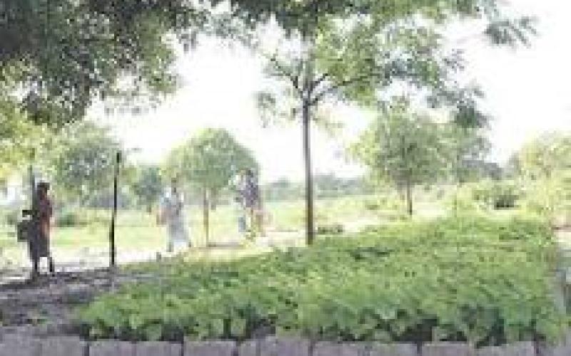 استخراج الديزل والكاز من بذور نبته