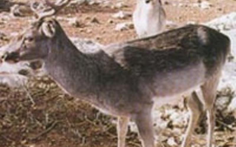 قطيع غزلان قضى على الغطاء النباتي في دبين