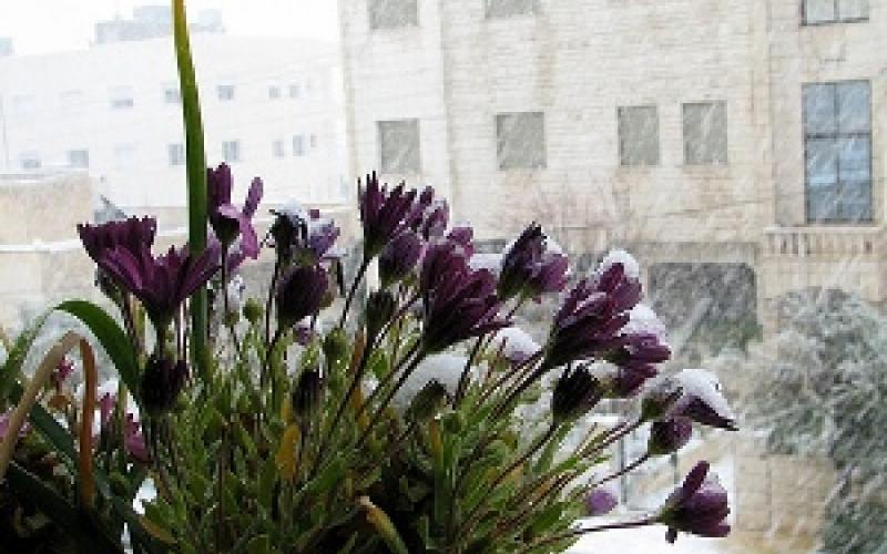 الزائر الأبيض.. يعود للمملكة الاثنين