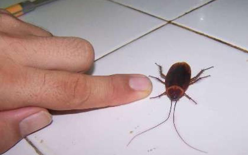 شكوى من وجود "صراصير" في مستشفى التوتنجي