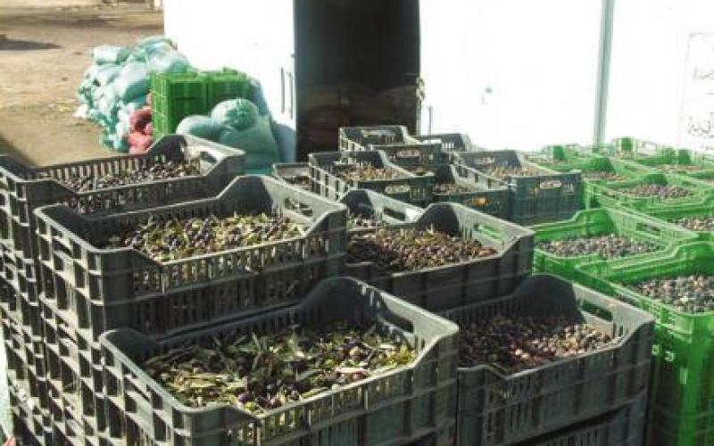 البيئة تحذر معاصر الزيتون من " تلويث البيئة"