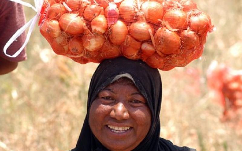 نقص المياه والأعلاف أهم تحديات الزراعة في 2009