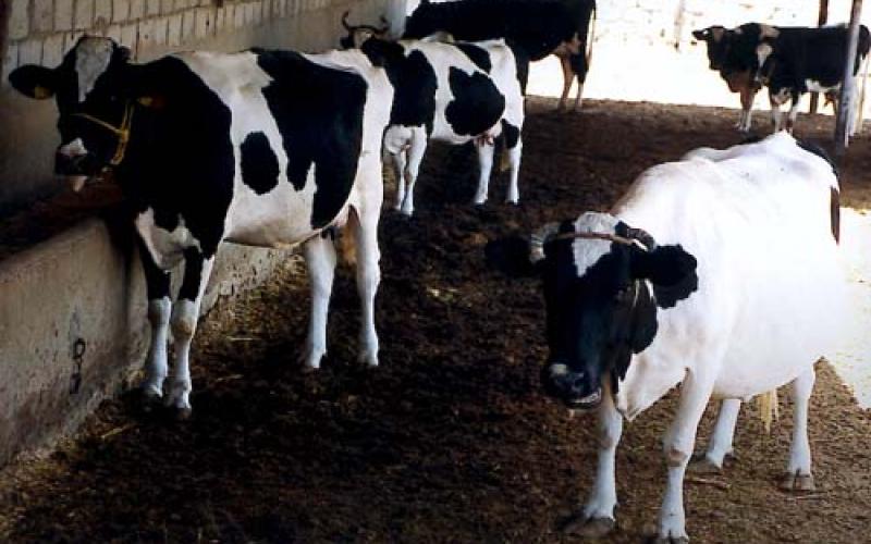 العجلوني: لا عجول نافقة في مسالخ الأمانة