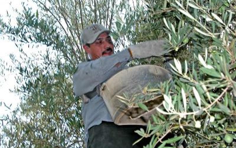 لوبي نيابي وراء ارتفاع أسعار زيت الزيتون