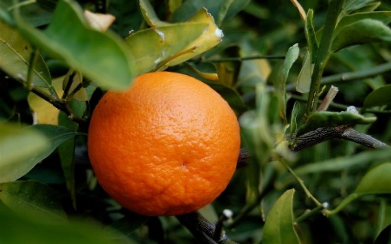 سرقة الحمضيات مشكلة تؤرق مزارعي الأغوار