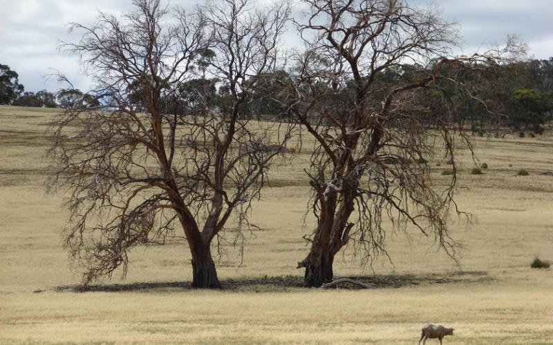شبح الجفاف يلوح بالأفق
