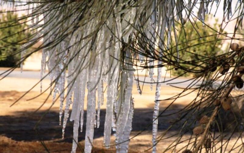 مزارعون يطالبون بإجراءات تحميهم من الصقيع