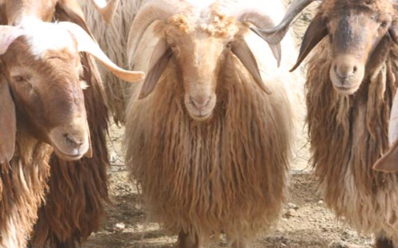 مربو المواشي: 2009 عام انقراض الثروة الحيوانية