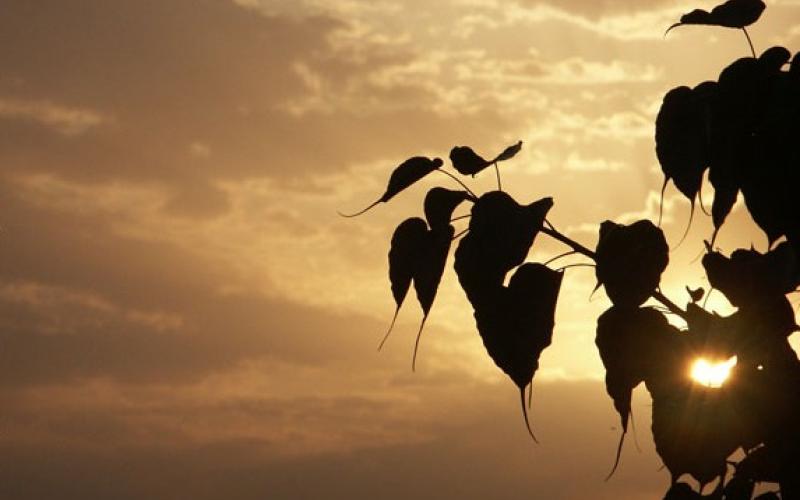 "قروض إنعاش" لاحياء القطاع الزراعي