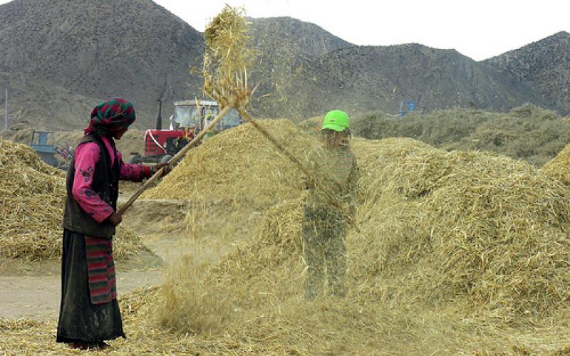 اسرائيل مصدر القش الوحيد لمربي الأبقار
