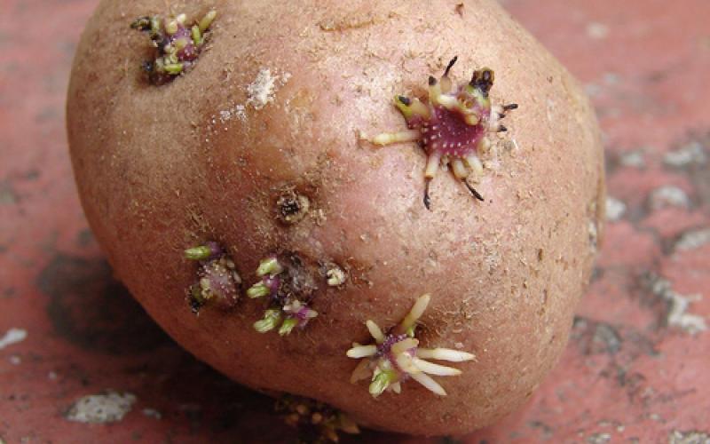 شحنة بطاطا غير صالحة للاستهلاك تدخل الأسواق