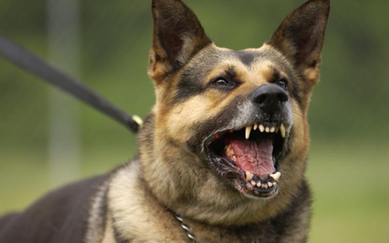 سبعة عشر كلبا يعقرون طفلا في المفرق